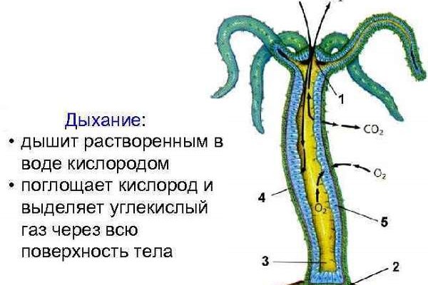 Онион сайты