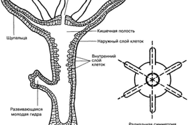 Кракен зеркало тор picassogallery com